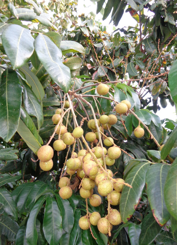 Kohala-Pic3(9-13-22)