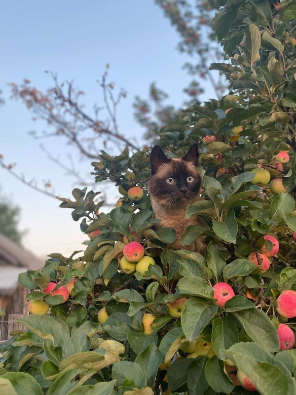 котейка-кот-в-яблоках-тайская-кошка-7863754