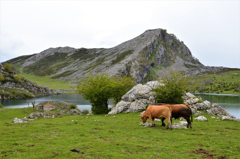PICOS DE EUROPA-16-5-2013-LEON/ASTURIAS/CANTABRIA - Paseando por España-1991/2016 (17)