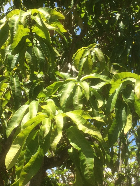 mango