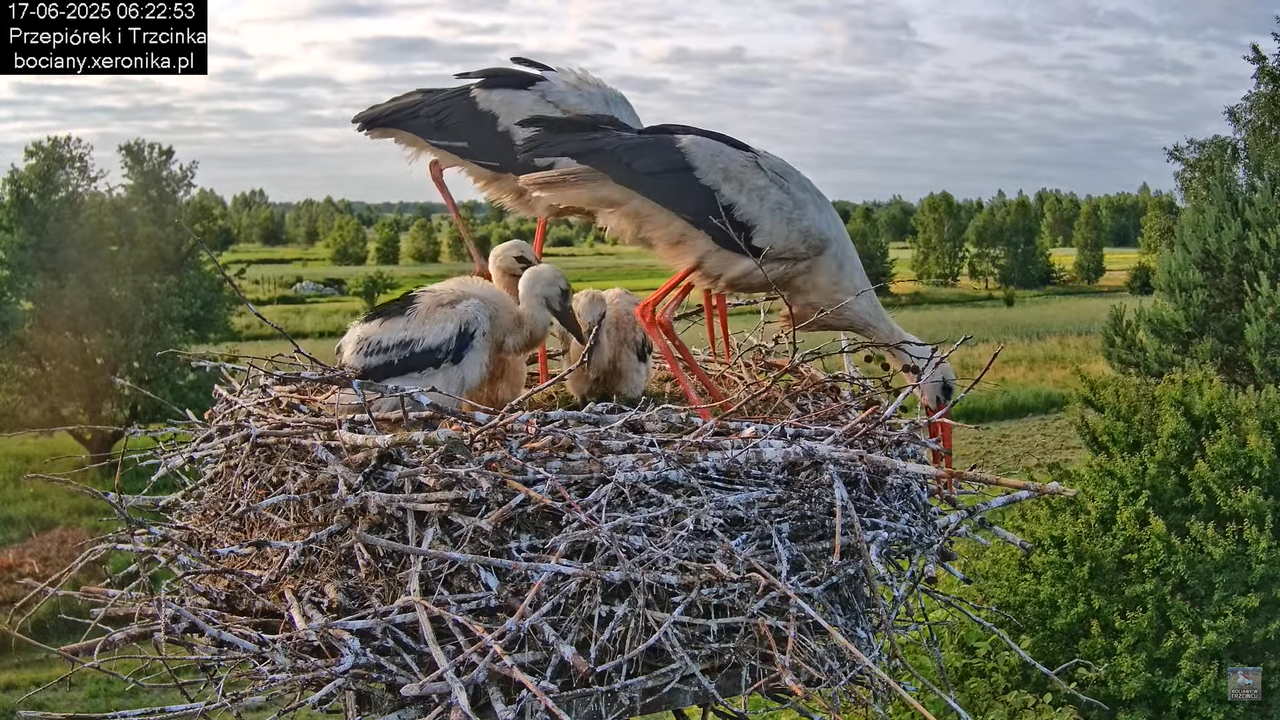 17062025bociany18