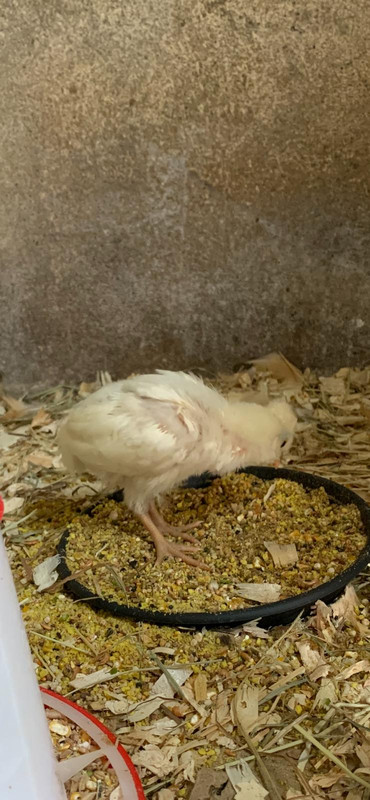 Araucana wit