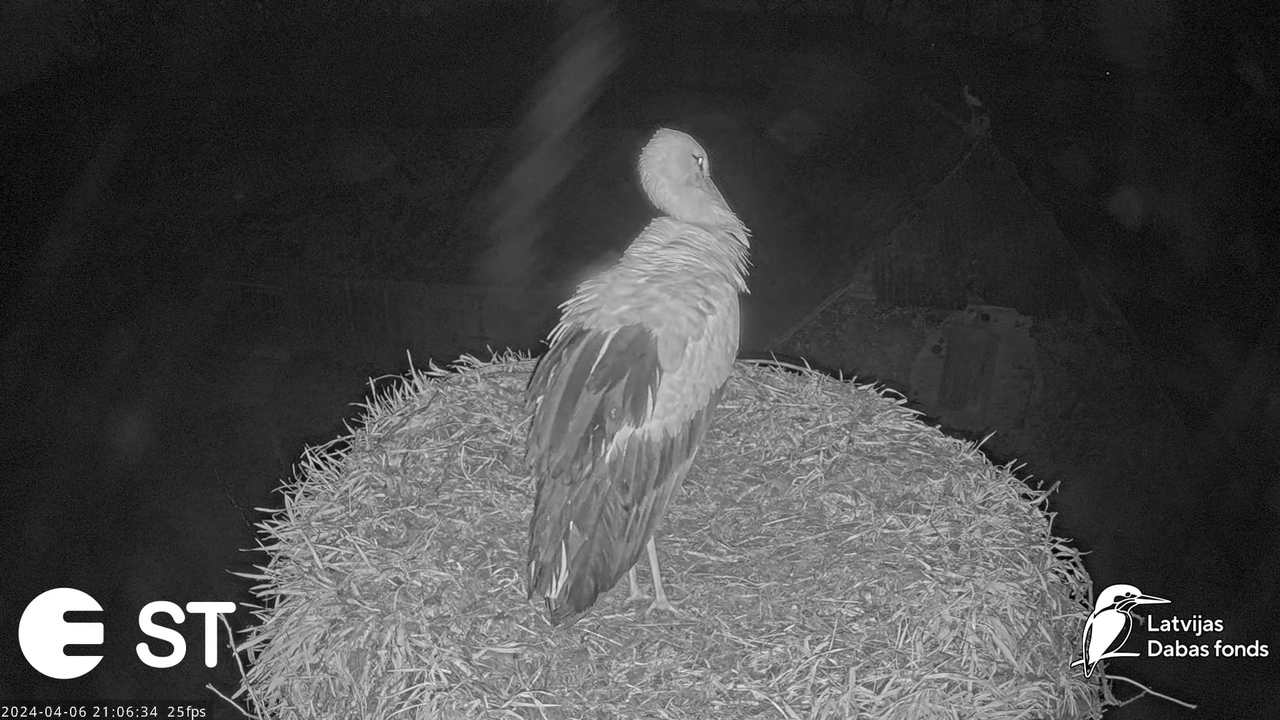 Baltie stārķi (Ciconia ciconia) Tukuma novadā - LDF tiešraide __ White storks in Tukums, Latvia 11-4