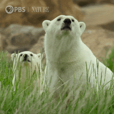 polarbears.gif