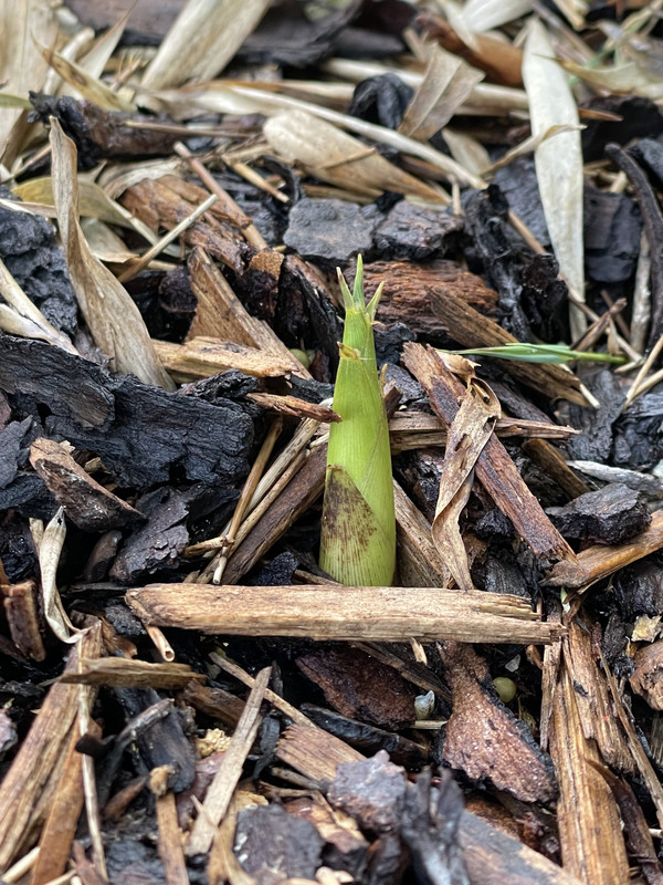 2ED58C1A-1A92-477E-86DD-56605A7F2A40