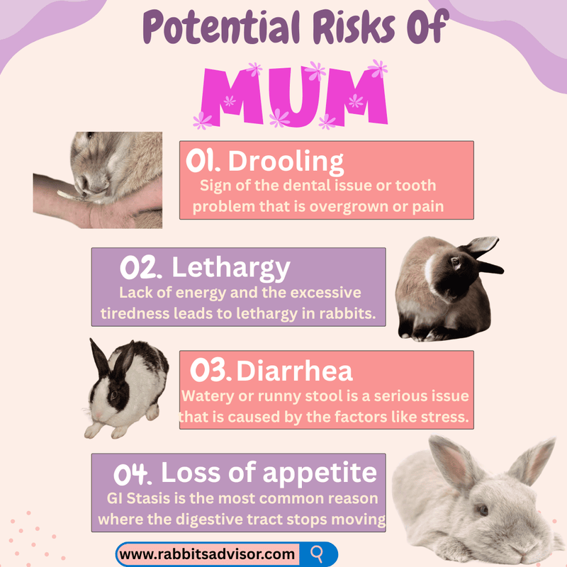 Rabbits Eating Mums