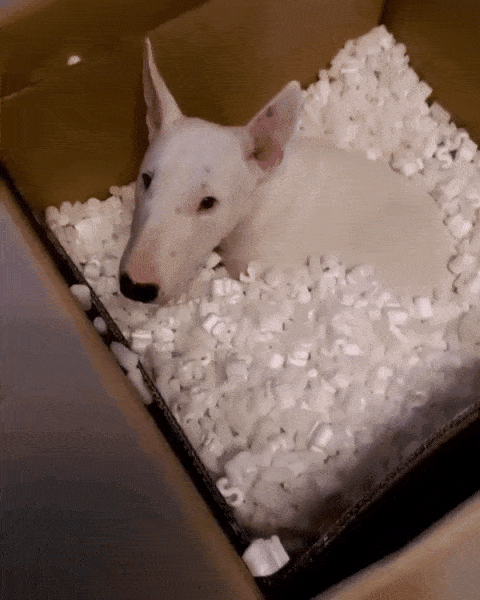 PK6o-IKG.gif