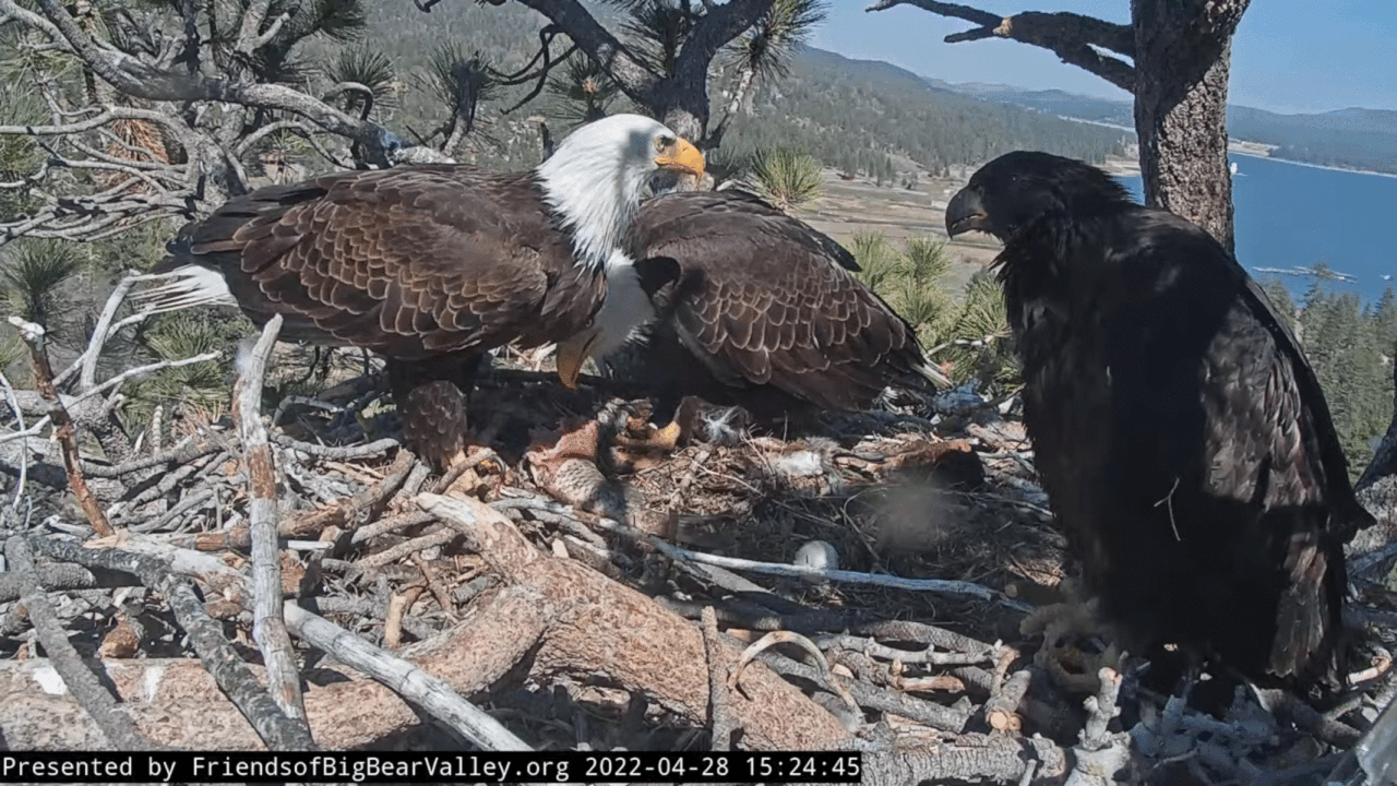 Webp.net-gifmaker (2)