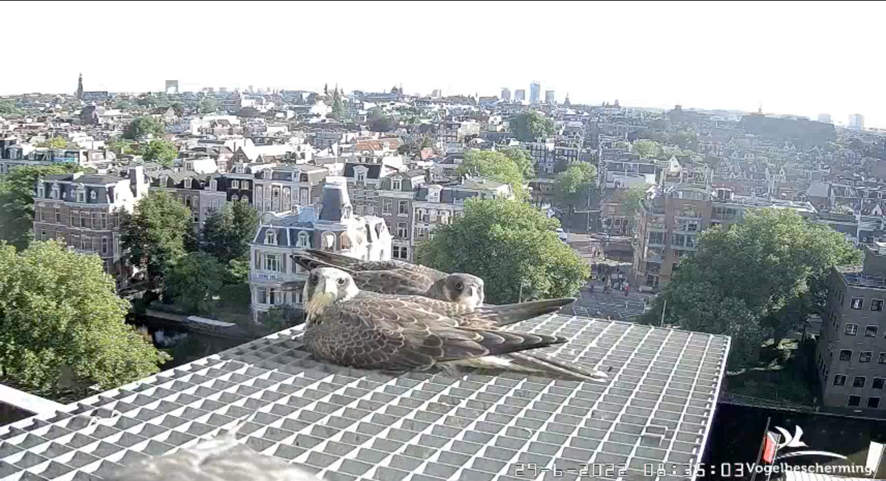 Amsterdam/Rijksmuseum screenshots © Beleef de Lente/Vogelbescherming Nederland - Pagina 34 Video-2022-06-29-083725-Moment-4