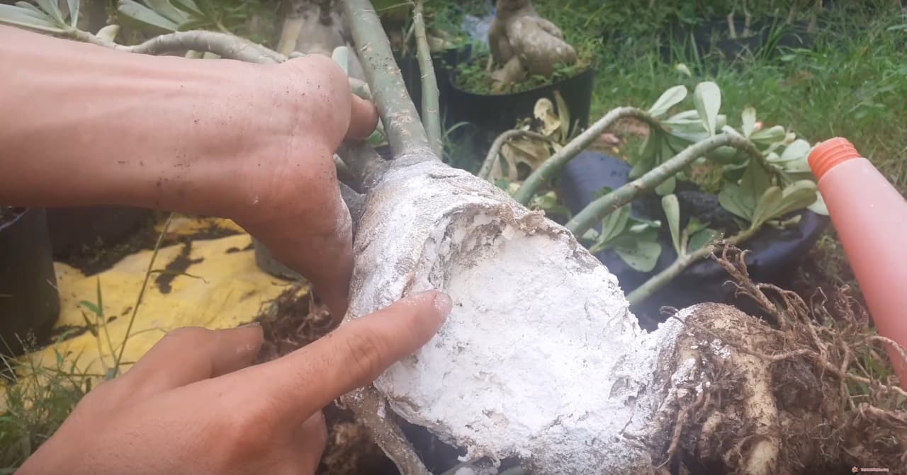 applied-garden-lime-powder-on-adenium-root-rot.jpg