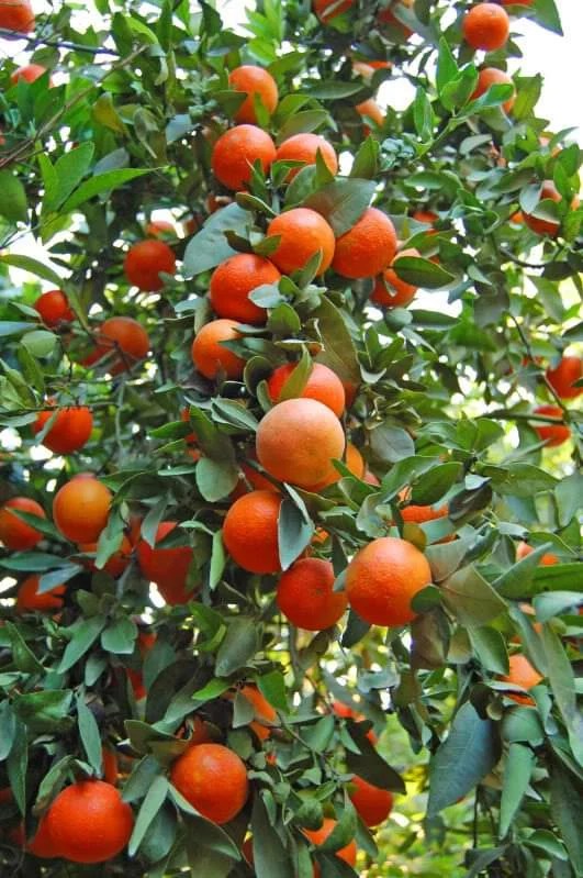 ৫ পিচ কমলার চারা