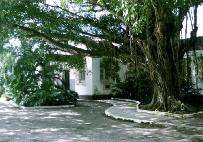 Штаба Пальмы