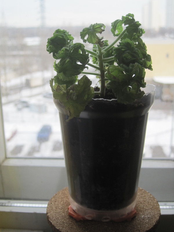 После пересадки 30.11.22 г. на подоконнике