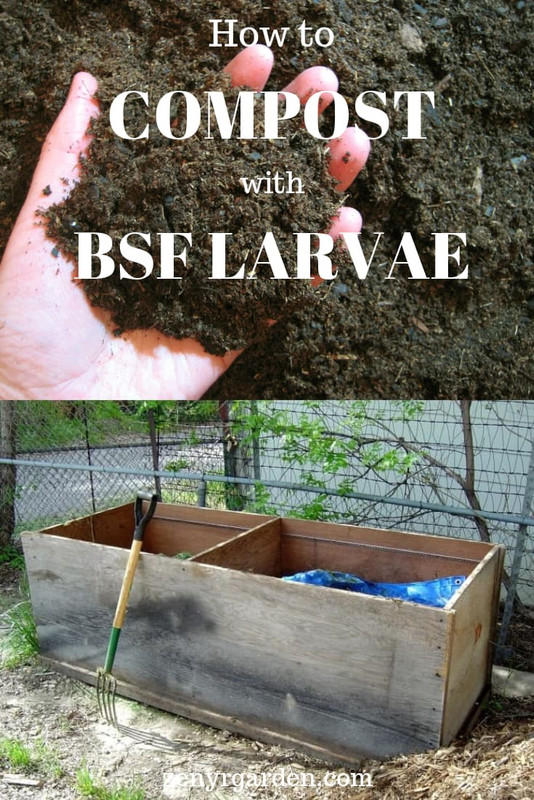 how-to-compost-with-bsf-larvae.jpg
