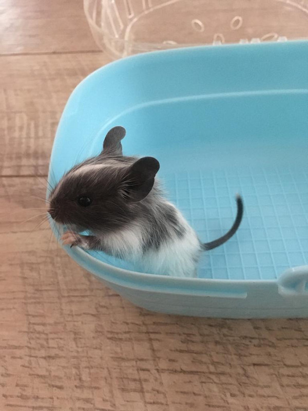 синяя пятнистая девочка