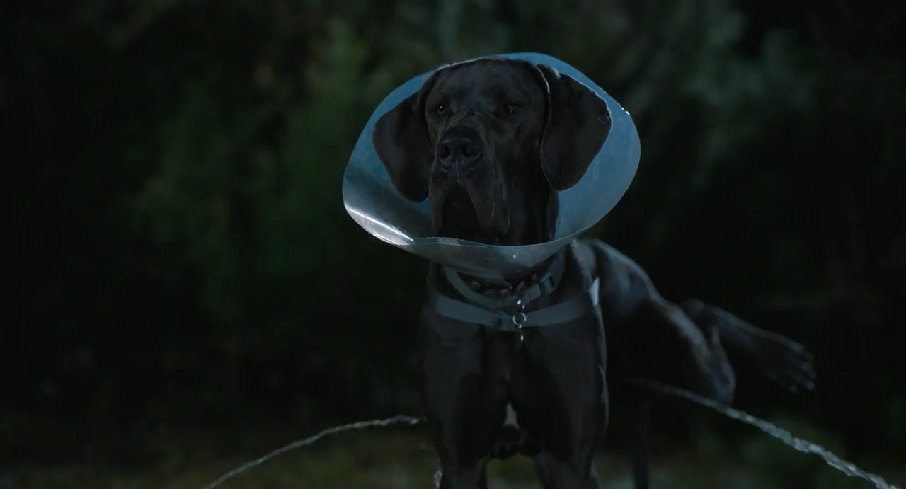 Strays 2023 BluRay [Hindi + English] 480p, 720p Screenshot