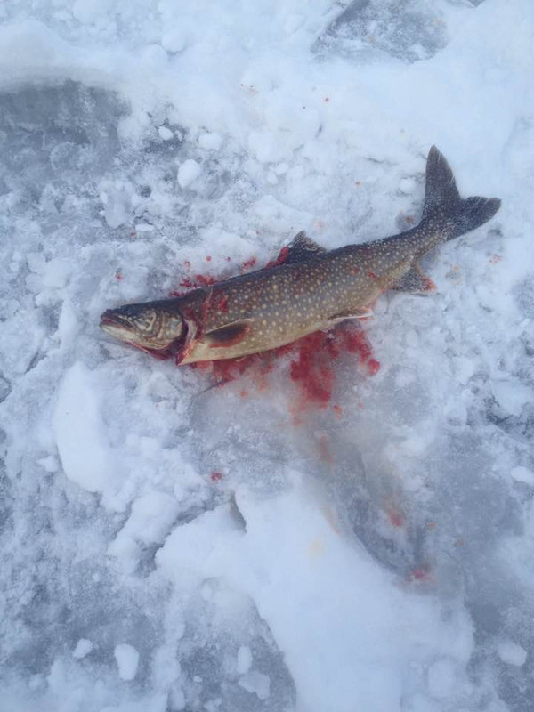 trout jan 16