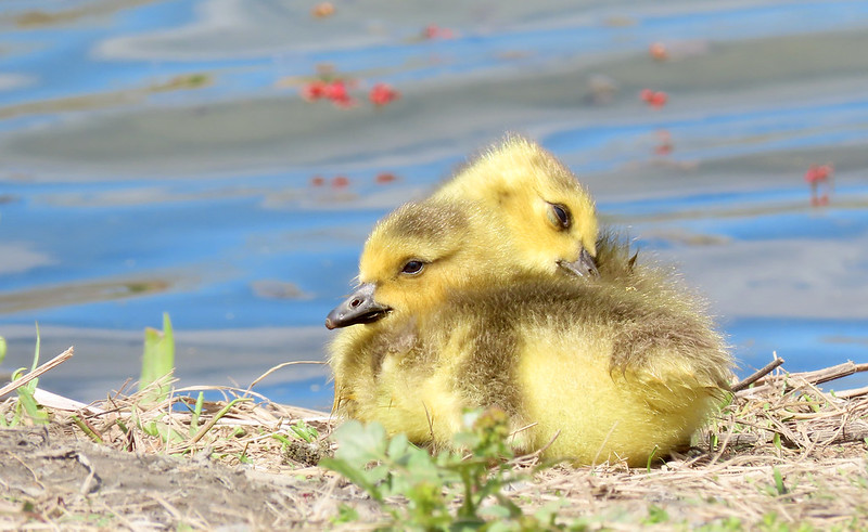 yellow-ducks-tiured-out.jpg