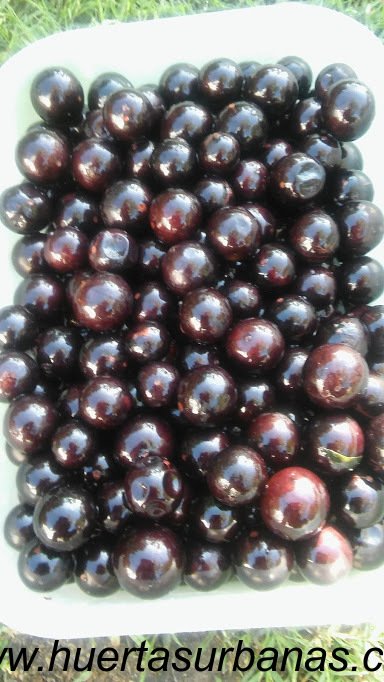 huertasurbanas_com_20181027_085223Jaboticaba_campo_ramon_-4