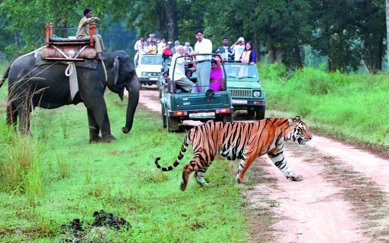 Understanding India's Safari Seasons