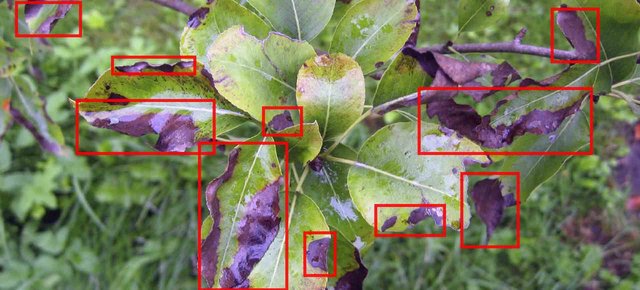 [Image: damaged-leaves-1920x870.jpg]