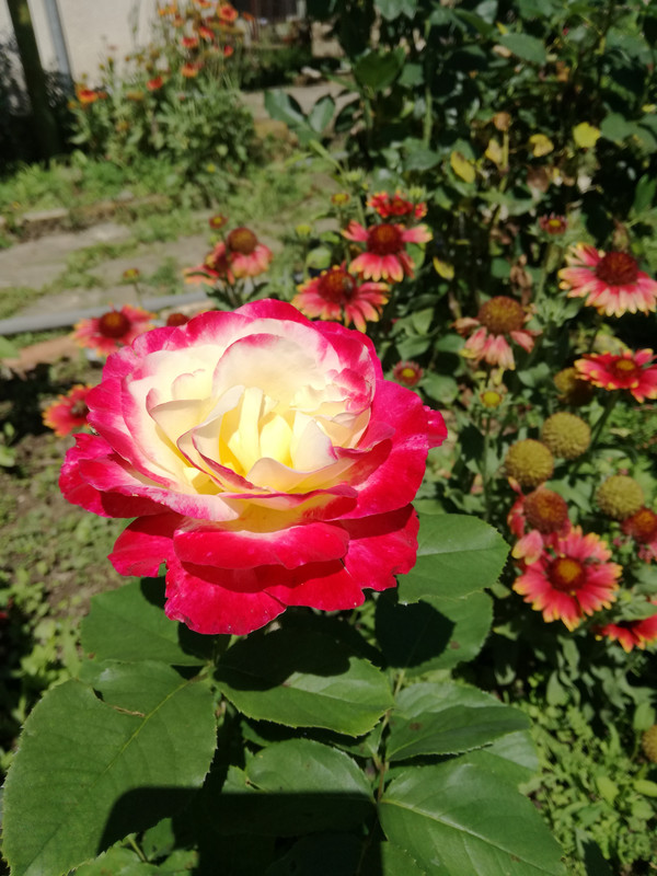 IMG_20200628_112203