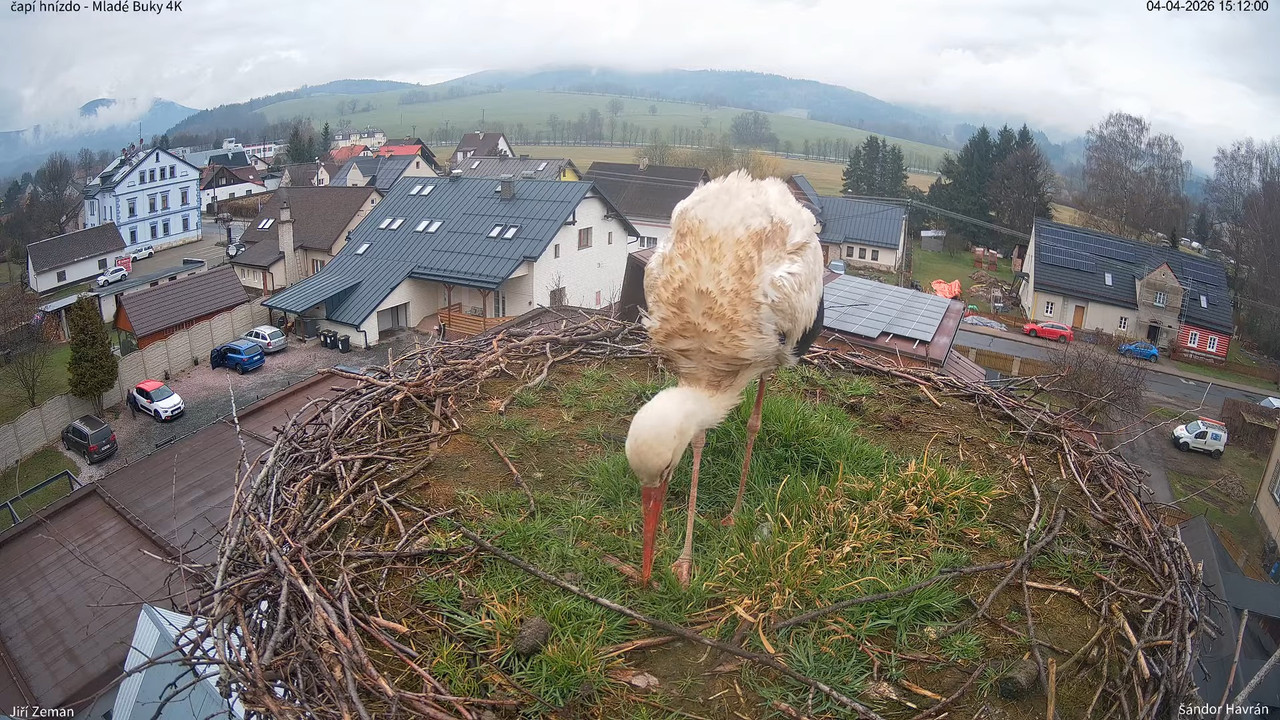 Živá kamera Mladé Buky čapí hnízdo 4K 13 21 53 screenshot (1)