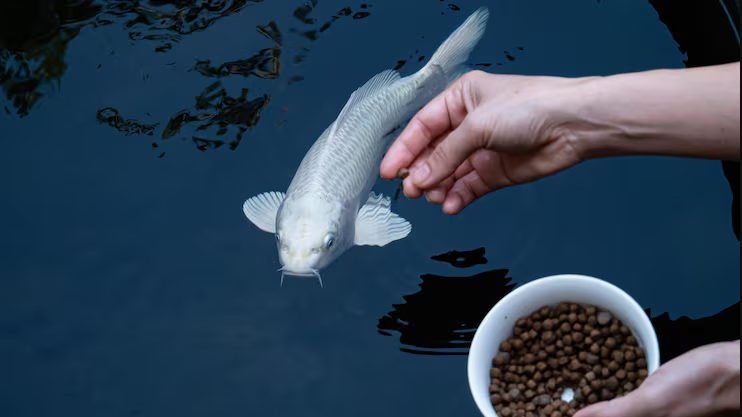 5 Common Fish Feeding Mistakes That Are Ruining Your Water Quality