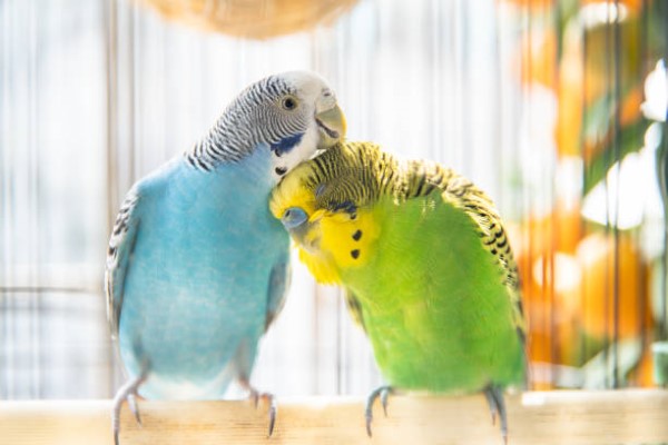 Budgie-1.jpg