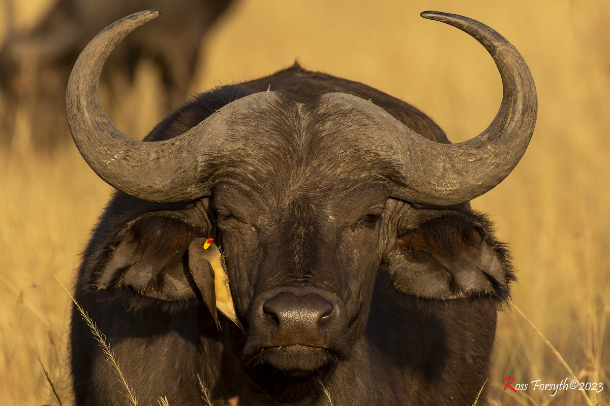 _5RF4472-CR3_DxO_DeepPRIMEXD