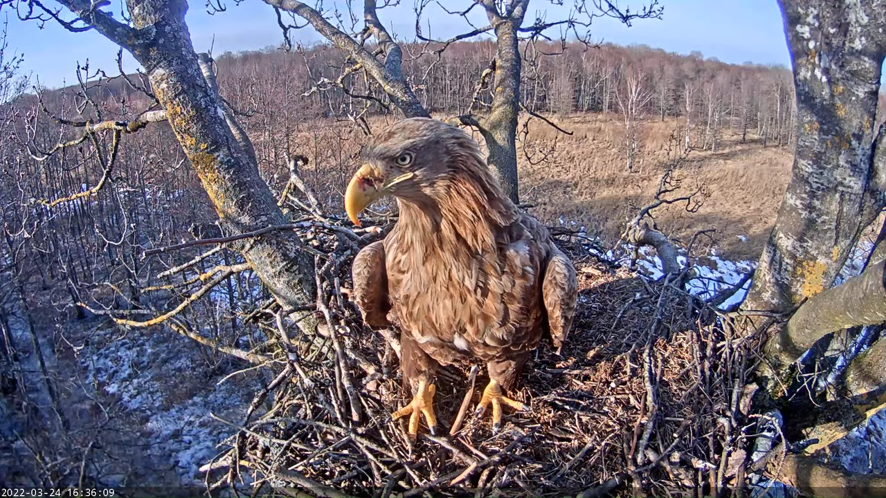 Merikotkas__Haliaeëtus albicilla 12-6-54 screenshot