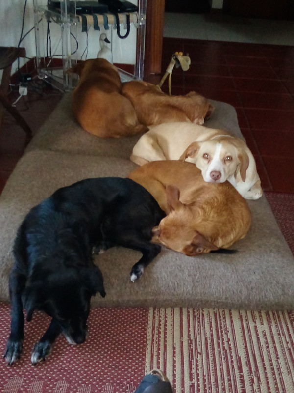 DSC_0282_resized_20190608_122030326