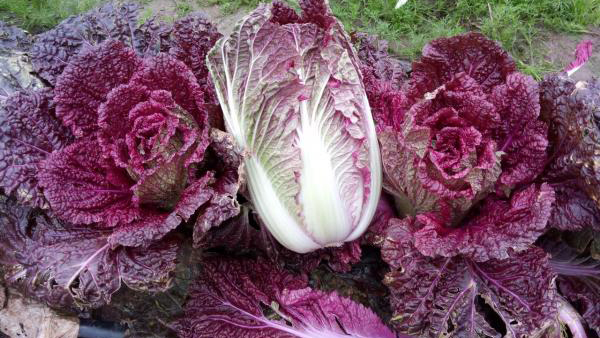 Зображення