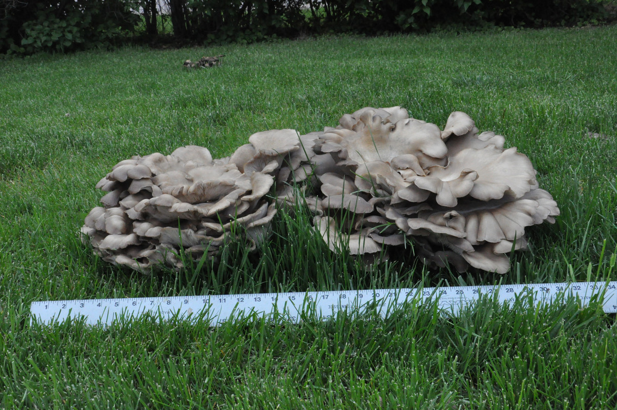 Mushroom004