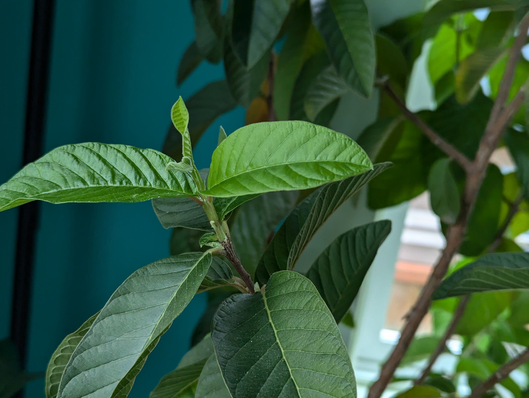 PXL_20240622_153236470