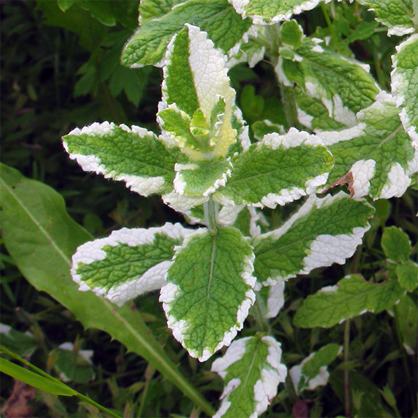 Mentha-x-piperita-Variegata.png