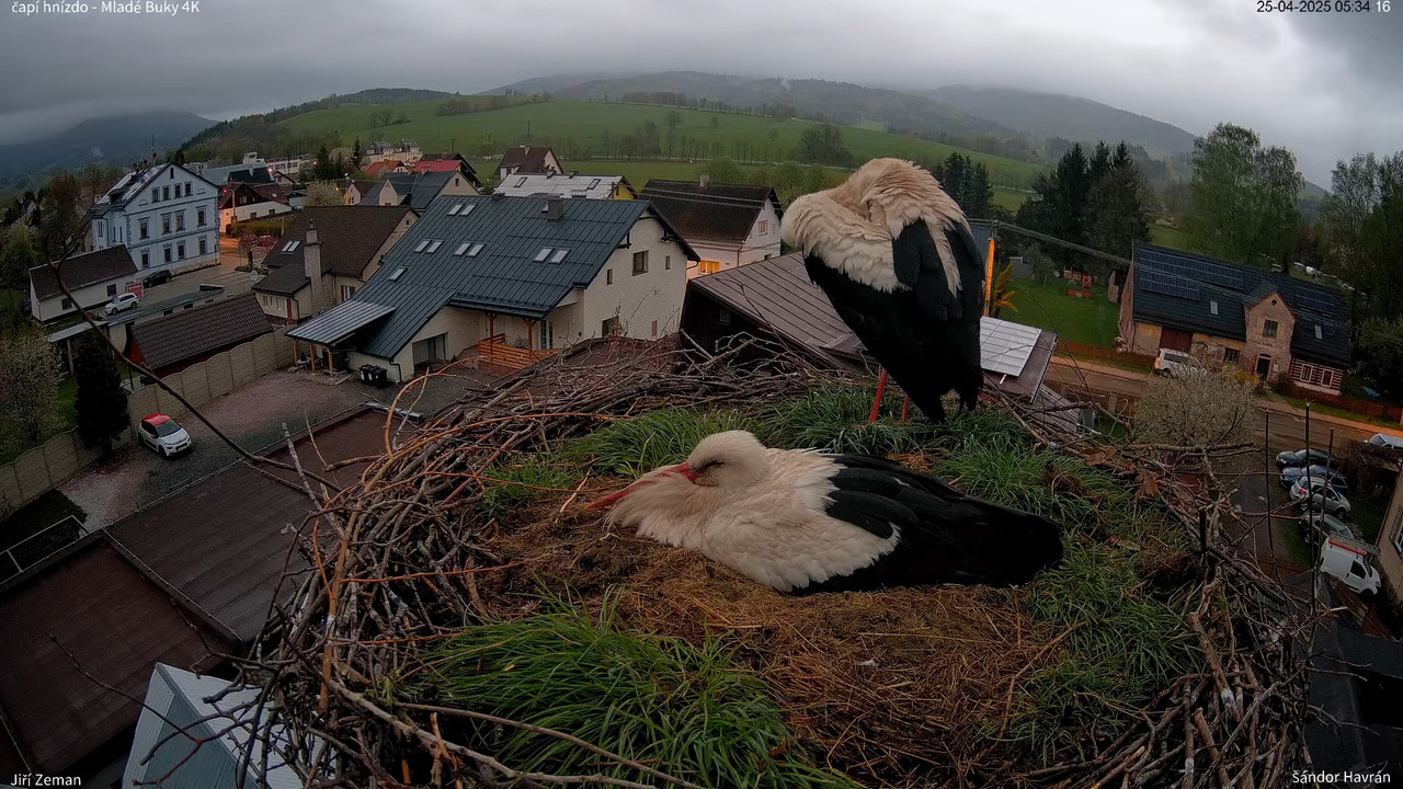 Tiešraides kamera — Mladé Buky — stārķa ligzda 4K 8-20-52 screenshot