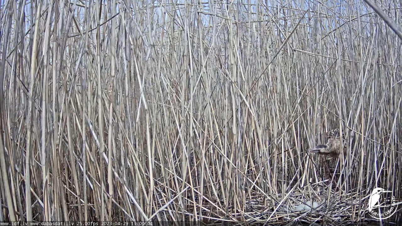 Lielais dumpis (Botaurus stellaris) Engurē - LDF tiešraide 13-58-14 screenshot