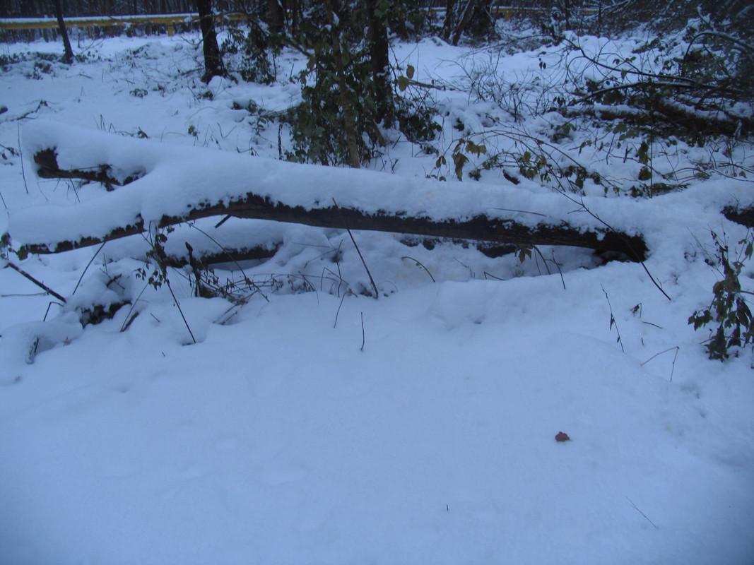 Ноябрь2023 074