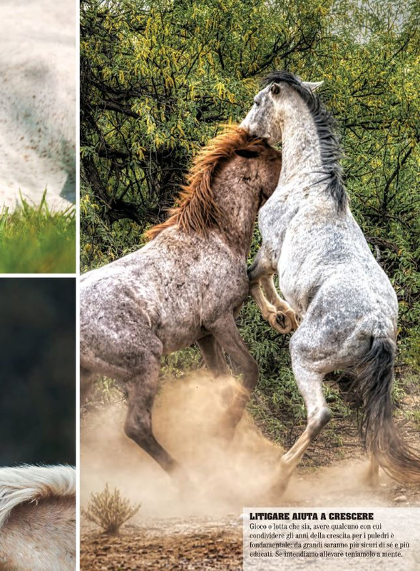 Il Mio Cav (Feb 2022) 2