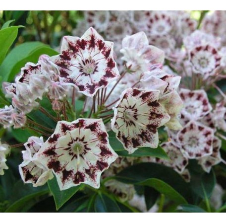 Kalmia latifolia Ginkona1-456x449