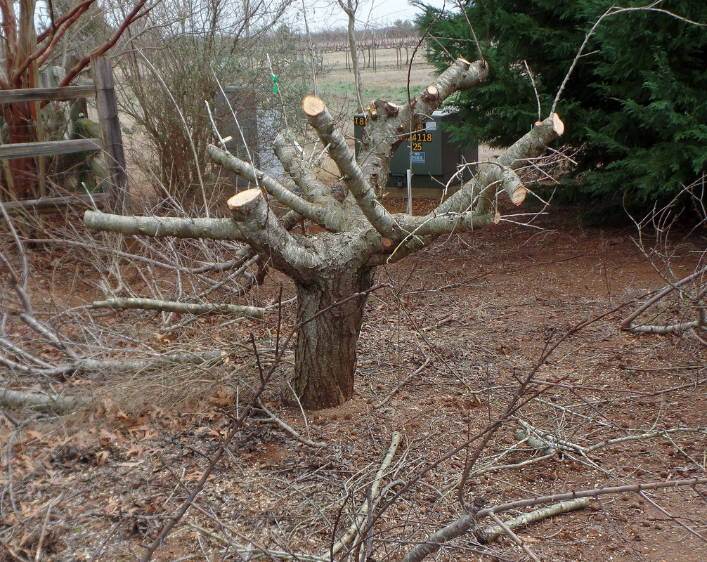 HavesterPruned