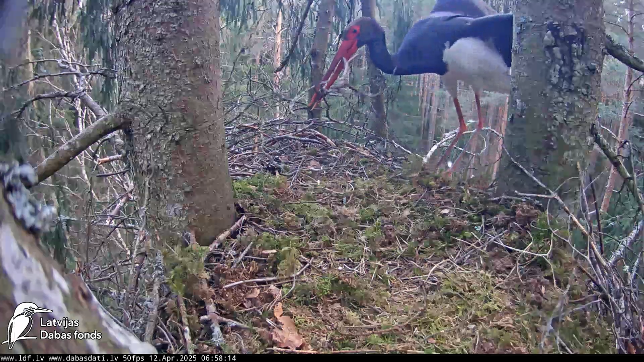 (3) Mazais ērglis (Clanga pomarina), ligzda eglē __ Lesser spotted eagle in spruce, Zemgale, Latvia 