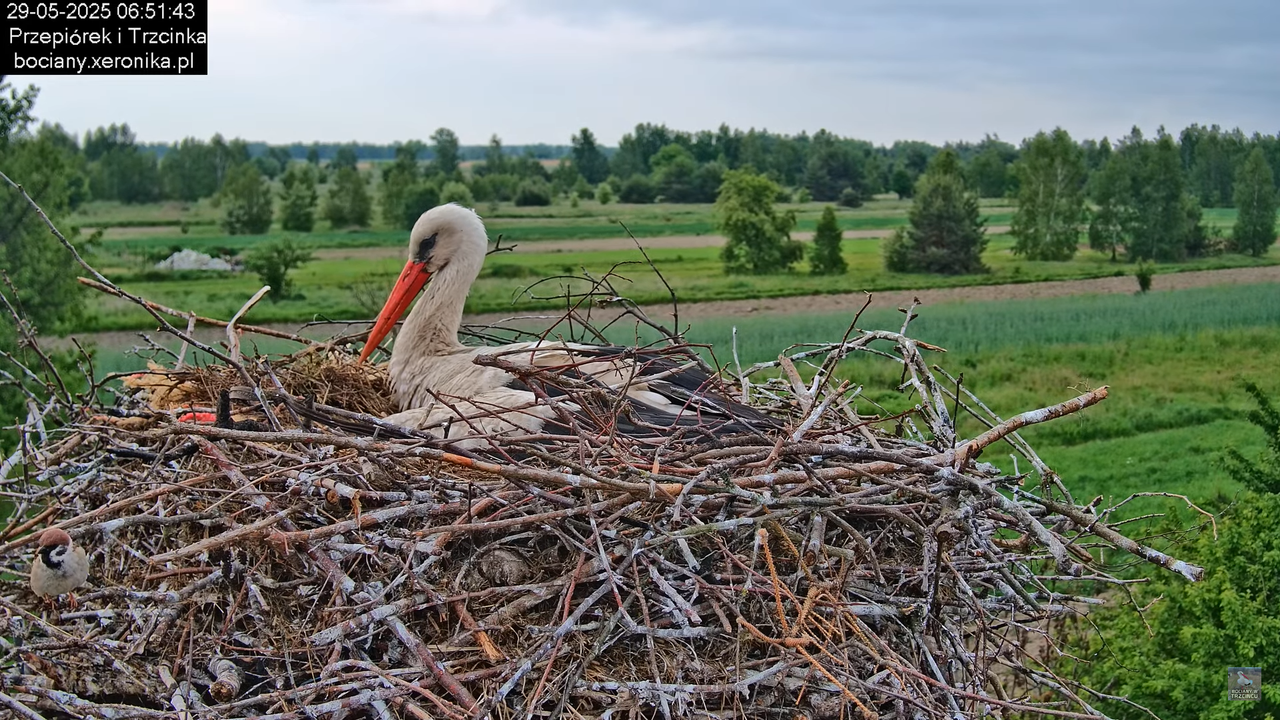 29052025bociany4