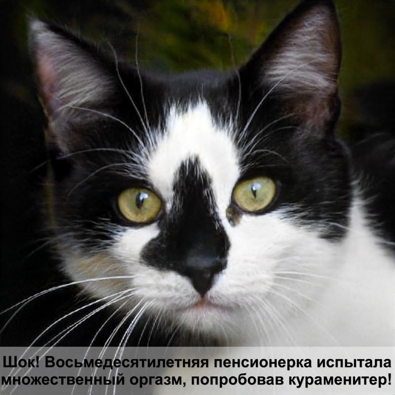 белая кошка