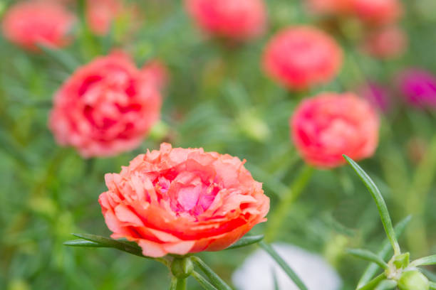 orange flowers on the garden