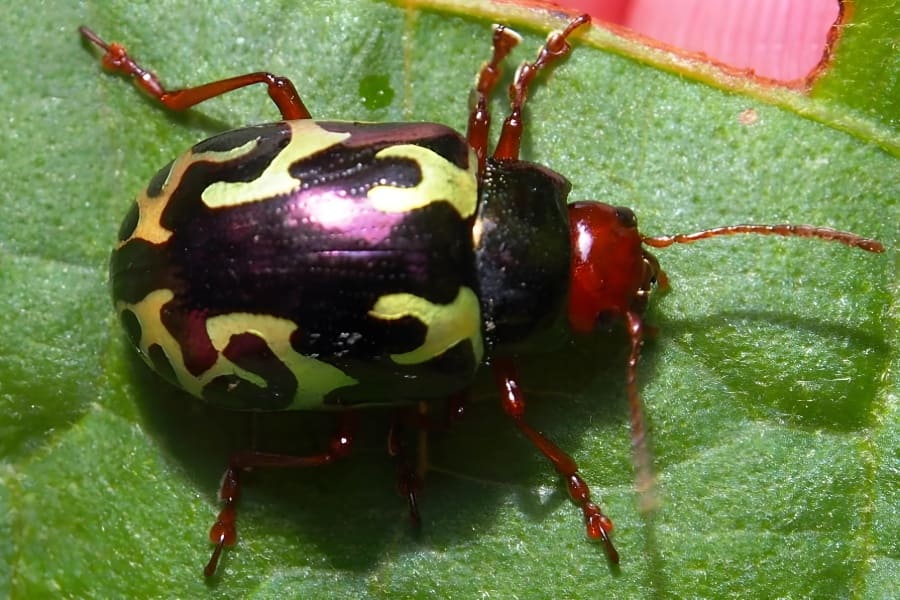 Calligrapha violaceomaculata