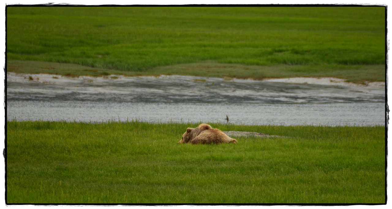 Alaska por tierra, mar y aire - Blogs de America Norte - 19 de junio. Osos a porrón en Lake Clark National Park (15)