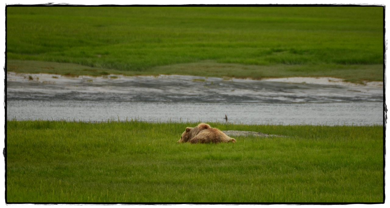 19 de junio. Osos a porrón en Lake Clark National Park - Alaska por tierra, mar y aire (15)