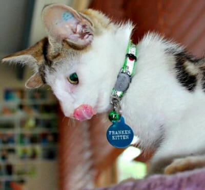 Kucing memiliki empat telinga